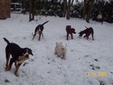 cucciolone bovare e cucciolone setter con la neve a casa